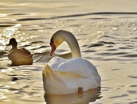 Il Rustico Sul Lago * Peschiera del Garda